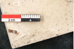 Foto (Detailansicht) von Sideroxylon hepios Unger (NHMW-GEO-2024-0188-8161)
